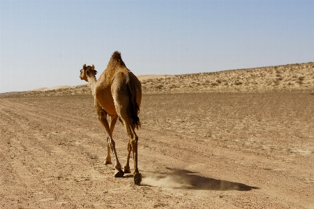 Landscape prairie desert camel Photo