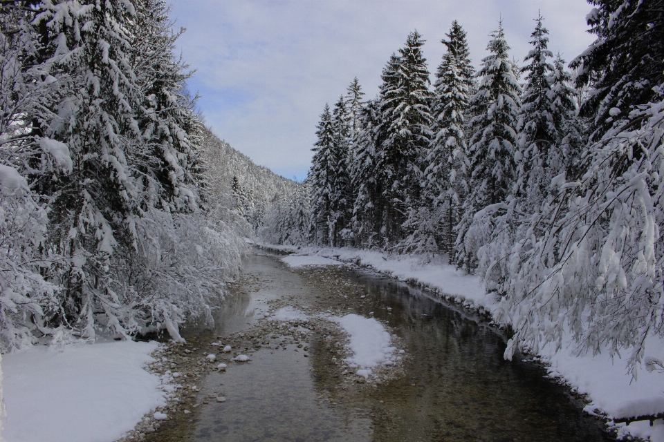 Paysage arbre eau nature