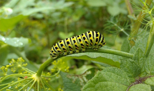 Foto Alam tanaman daun bunga