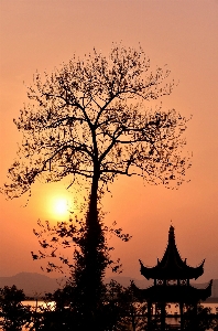 Tree nature branch silhouette Photo