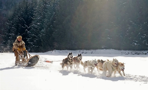 Zdjęcie Krajobraz drzewo natura góra