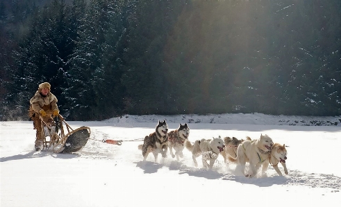 Zdjęcie Krajobraz drzewo natura góra