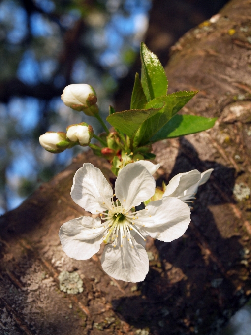 Albero natura ramo fiore