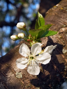 Tree nature branch blossom Photo