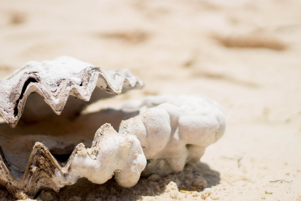 Spiaggia paesaggio mare natura