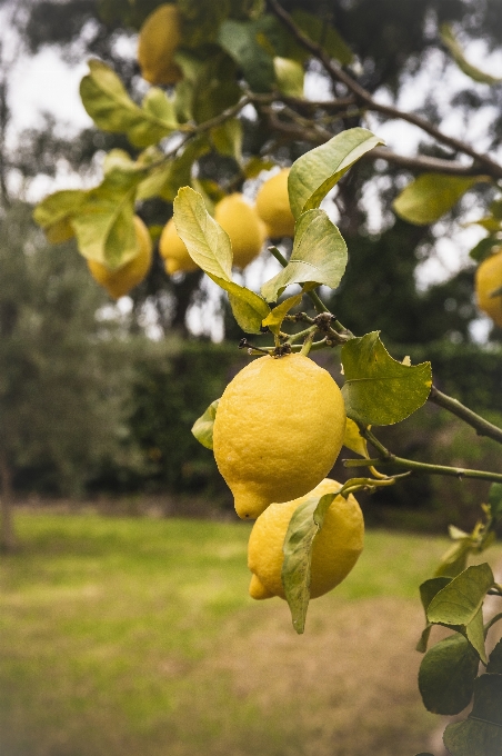 Baum zweig blüte anlage