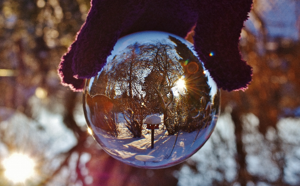 árbol nieve invierno luz