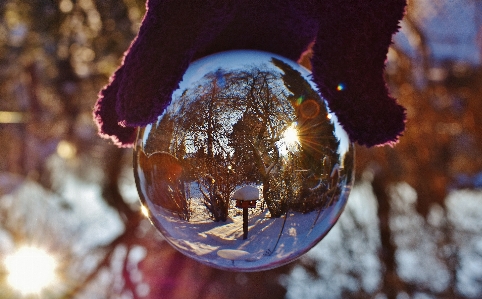 Tree snow winter light Photo