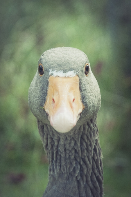 Natura uccello ala animale