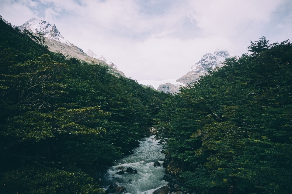 景观 自然 森林 荒野