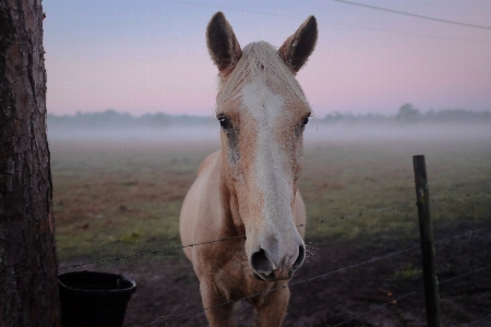 Foto Cerca alambre de espino
 pastar
 caballo