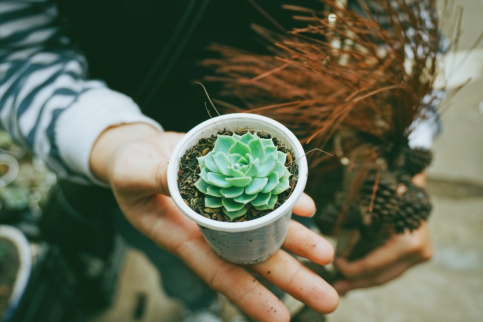 Hand plant photography flower