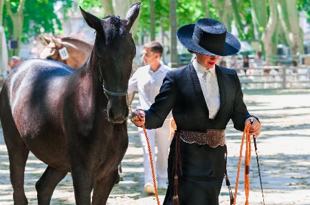 Foto Animal caballo semental ecuestre