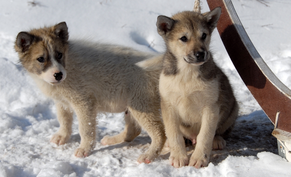 Chiot chien mammifère loup