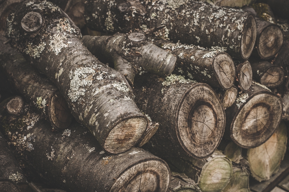 Baum holz stamm protokoll