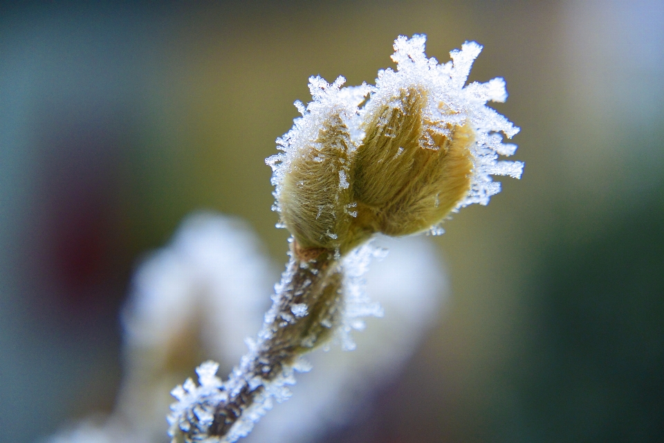 Nature bifurquer fleurir froid