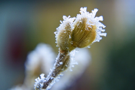 Nature branch blossom cold Photo