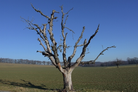 Landscape tree nature grass Photo