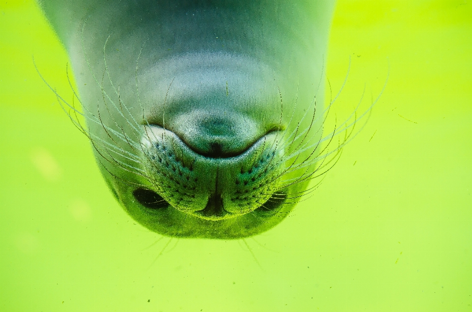 Mer eau mignon plongée