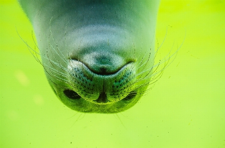 Photo Mer eau mignon plongée