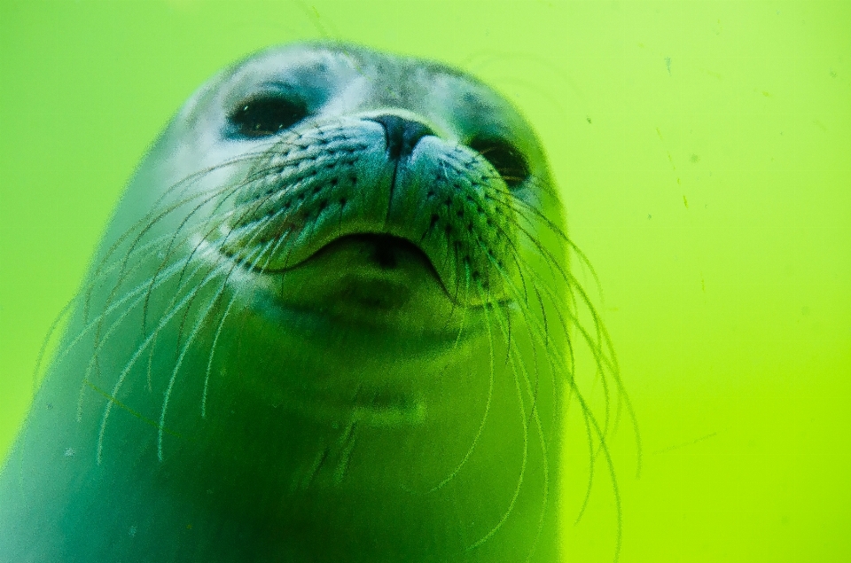 Mer eau mignon plongée