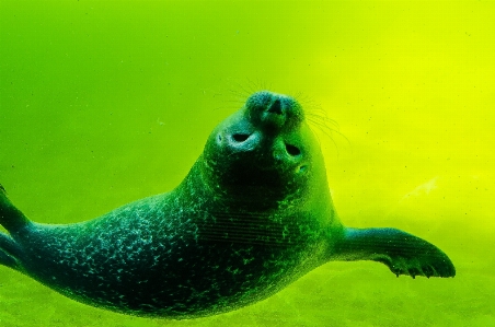 Photo Mer eau mignon plongée