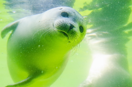 海 水 鳥 かわいい 写真