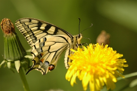 Foto Natureza asa fotografia flor