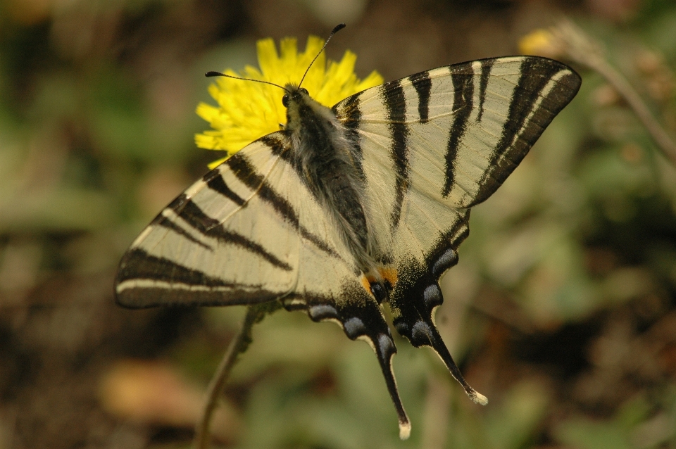 Nature wing photography leaf