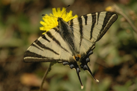 Foto Natura ala fotografia foglia