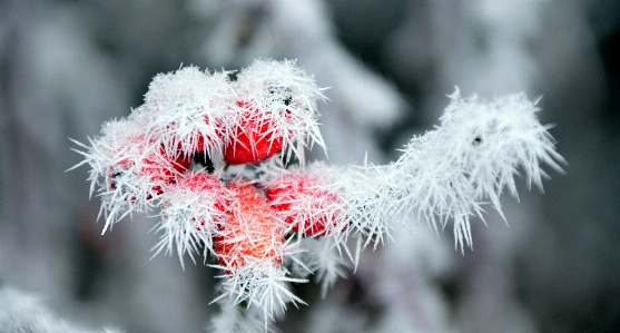 自然 分支 雪 寒冷的 照片