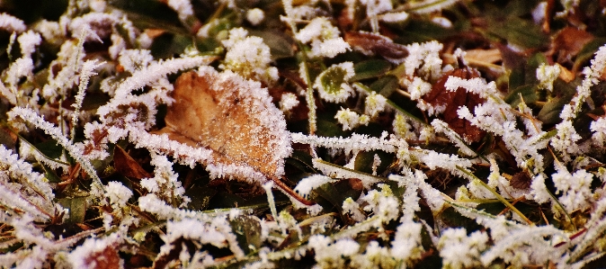 Baum natur zweig blüte Foto