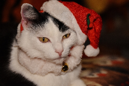 白 甘い 動物 かわいい 写真