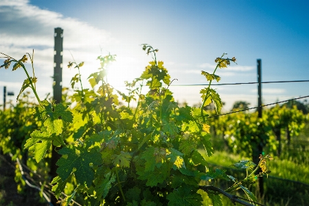 Tree plant grape vine Photo