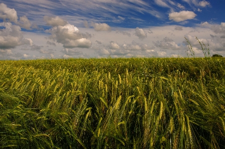 Landscape nature grass horizon Photo