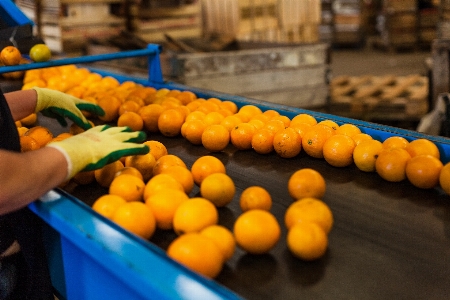 Foto Bekerja buah bunga oranye