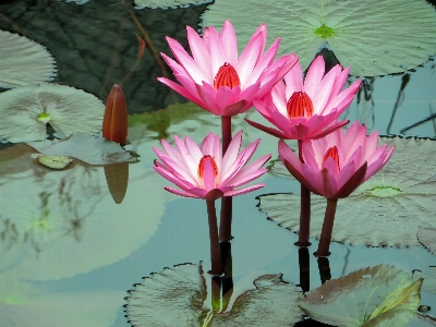 Blossom plant flower petal Photo