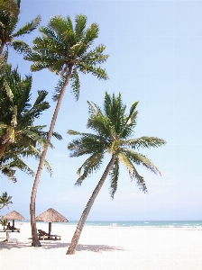 Beach sea coast tree Photo