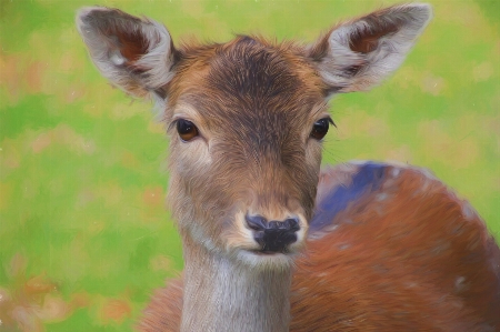 Creative wildlife deer pasture Photo