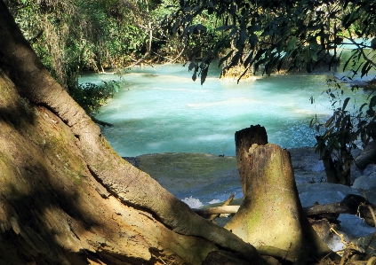 Landscape sea coast tree Photo