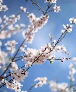 ブランチ 花 植物 花弁 写真