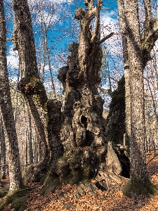 Baum natur wald wildnis
 Foto