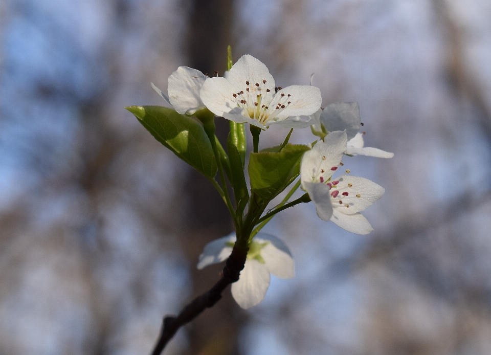 Albero natura ramo fiore