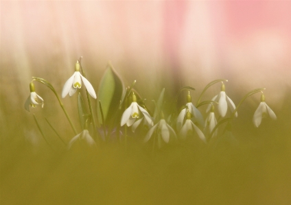 自然 草 花 植物 写真