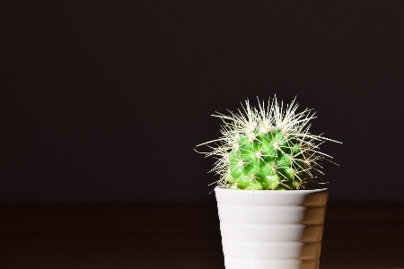 Grass prickly cactus plant Photo