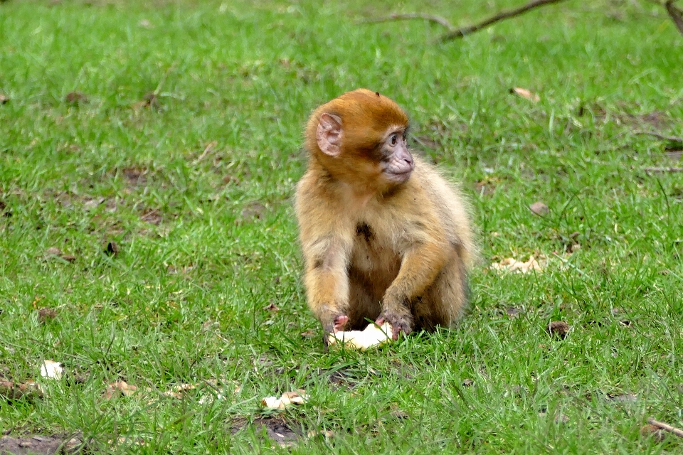 Alam satwa imut-imut margasatwa