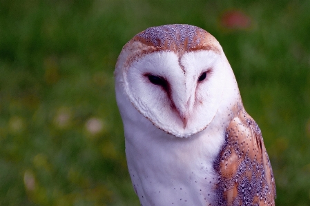 Natur vogel weiss nacht Foto