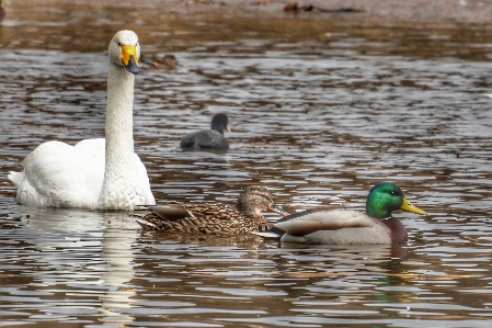 Foto Acqua natura inverno uccello