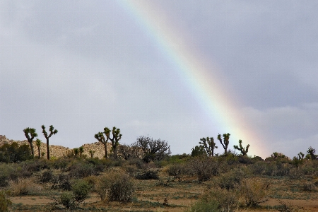 Landscape nature wilderness cactus Photo