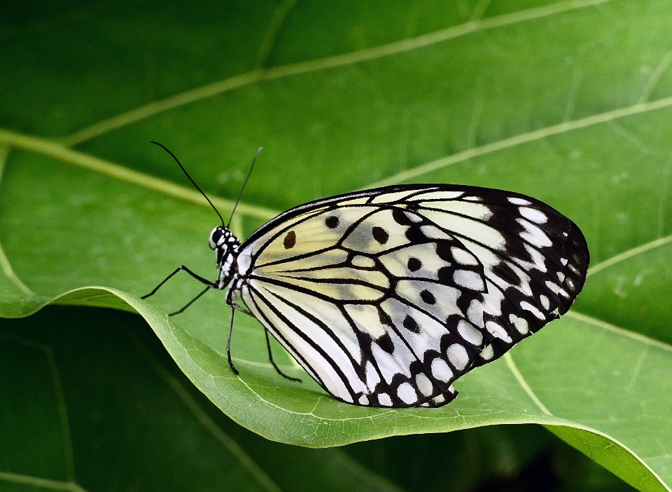 Nature aile usine blanc